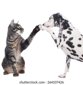 Cat And Dog Give High Five Isolated