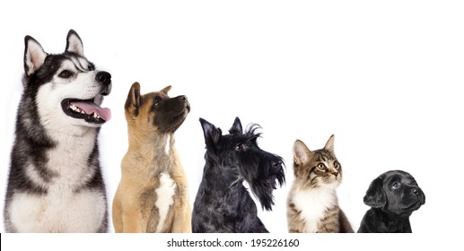 Cat And Dog, Group Of Dogs And Kitten  Looking Up