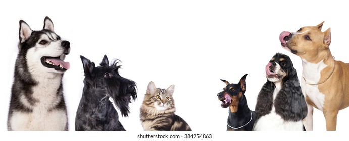 Cat And Dog, Group Of Dogs And Kitten  Looking Up