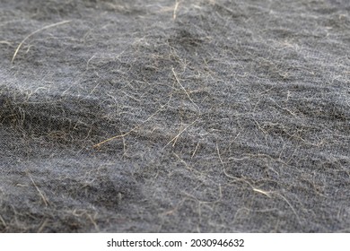 Cat Or Dog Hair On Clothes. Concept Of How To Remove Pet Hair On Clothes Or Fabric.