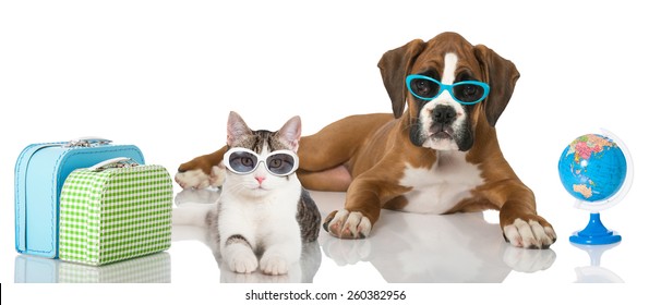 Cat and dog at holiday