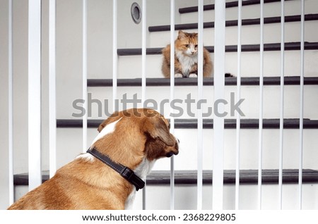 Cat and dog introduction through pet gate barrier. Face to face meeting of cute puppy dog looking at cat behind baby gate sitting on stairs. Harrier dog and fluffy calico cat. Selective focus on dog.