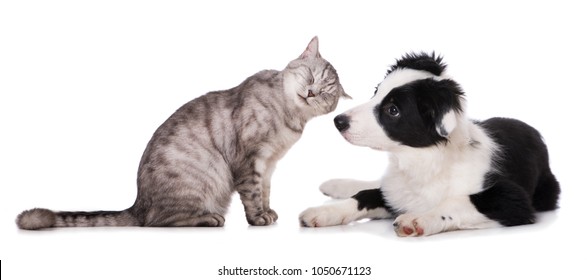 Border Collie Short Hair Images Stock Photos Vectors Shutterstock