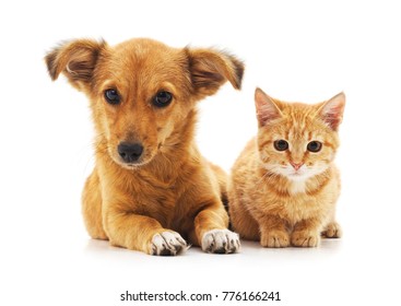 Cat And Dog Isolated On A White Background.