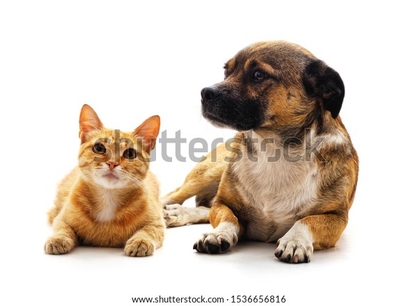 Photo De Stock Joli Chien Et Chat Ensemble Sur Shutterstock