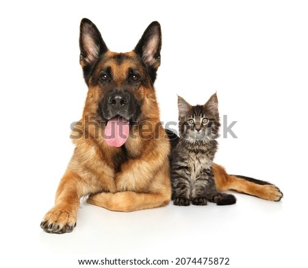 Cat and dog lie together on a white background
