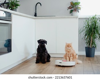 Cat And Dog Look At Vacuum Cleaner