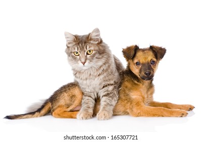 Cat Dog Looking Camera Isolated On Stock Photo 165307721 | Shutterstock