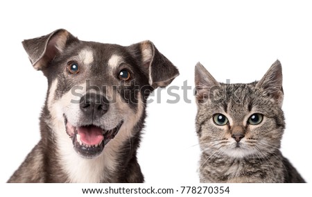 Cat and dog looking in the camera on a white background