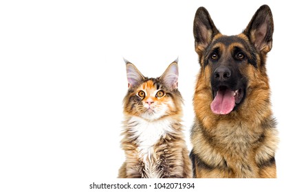 Cat And Dog Looking On A White Background Isolated