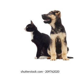 54,707 Cat looking dog Images, Stock Photos & Vectors | Shutterstock