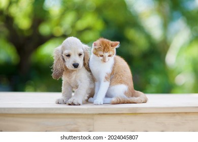 Cat And Dog Looking Sideway In The Outdoor Table.Kitten And Puppy Together.Animal Care.Love And Friendship.Domestic Animals.Pet Bonding.Home Pets.