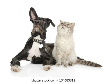 Cat And Dog Looking Up. Isolated On White Background