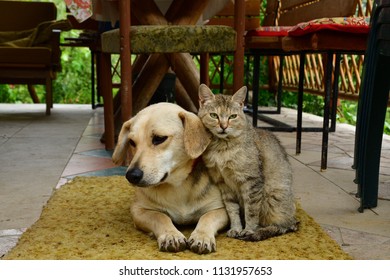 Cat Dog Lounge Together Sadness Eyes Stock Photo 1131957653 | Shutterstock