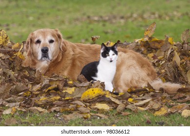 Cat And Dog Lying In The Autumn Leaves.