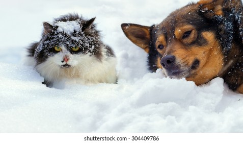 Cat And Dog Lying On The Snow In Cold Winter