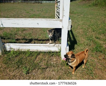 Cat And Dog Making Friends