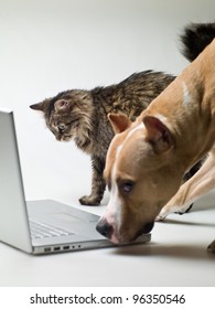 Cat And Dog Next To A Laptop On A White Background