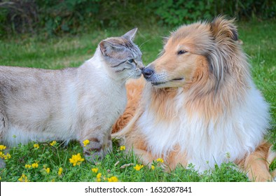 Cat And Dog Nose To Nose In A Green Meadow