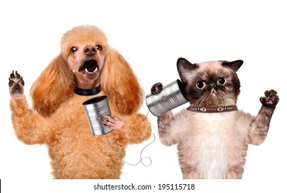 Cat With A Dog On The Phone With A Can