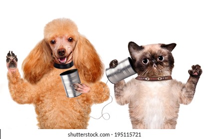 Cat With A Dog On The Phone With A Can