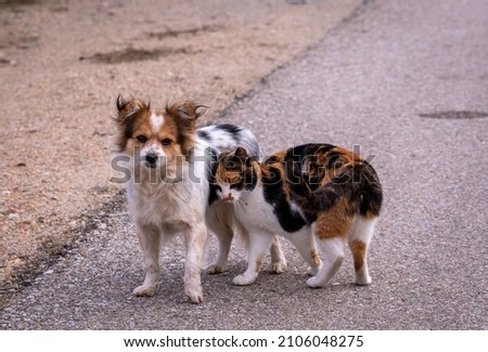 Cat and dog, on street. Concrete background. Pure love. Friends forever.