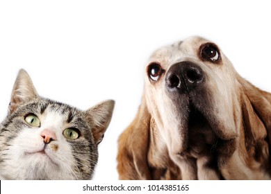 383,738 Cat And Dog Images, Stock Photos & Vectors | Shutterstock