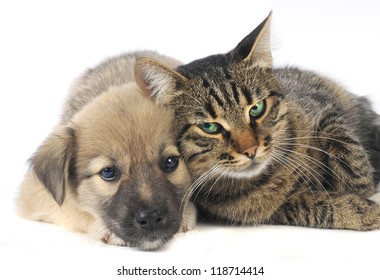 Cat And Dog  On A White Background