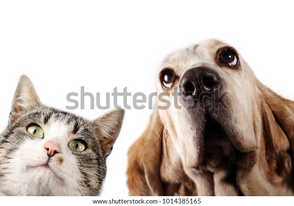 Chat Et Chien Sur Fond Blanc Photo De Stock Modifiable