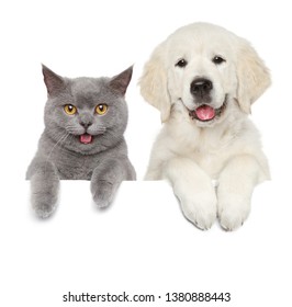 白い背景に猫と犬。動物のテーマ