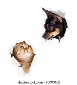 Cat And Dog In Paper Side Torn Hole Isolated