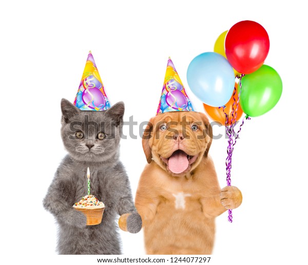 Cat Dog Party Hats Holding Balloons Stock Photo (Edit Now) 1244077297