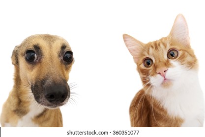 Cat And Dog Peeking