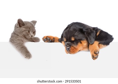 Cat And Dog Peeking From Behind Empty Board Looking Down. Isolated On White Background