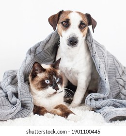 Cat And Dog. Pets At Home Together Under Knitted Plaid