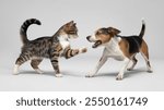 Cat and Dog Playing Happily - Cute Stock Images for Pet Blogs, Animal Content, Advertising Campaigns, Social Media Posts, Educational Use, and Pet-Themed Projects