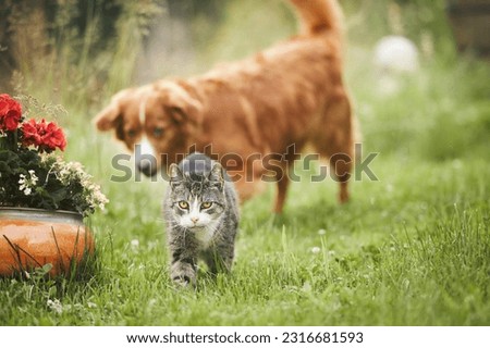 Cat and dog playing together on garden. Freindship between old tabby domestic cat and Nova Scotia Duck Tolling Retriever. 
