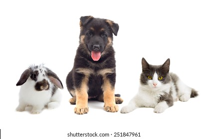 Cat And Dog And Rabbit