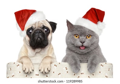 Cat and dog in red Christmas hat on a white background
