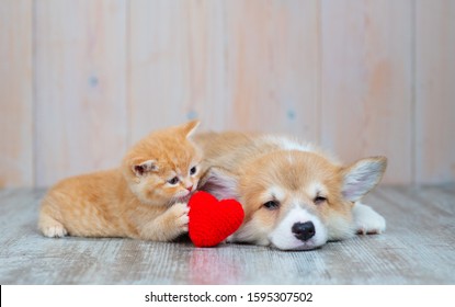 Cat And Dog With Red Heart