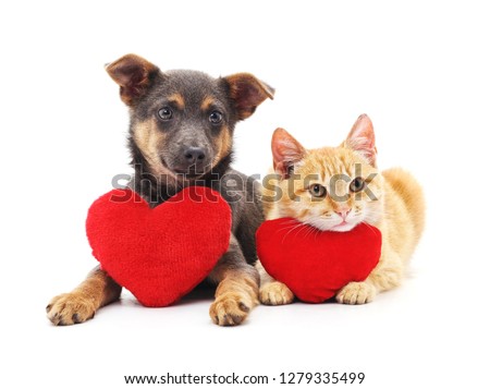 Cat and dog with red hearts isolated on white background.
