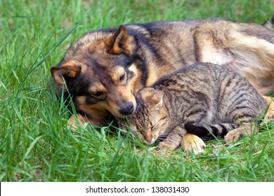 998 Dogs cats together garden Images, Stock Photos & Vectors | Shutterstock