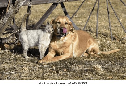 Cat and Dog resting below hay rake
 - Powered by Shutterstock