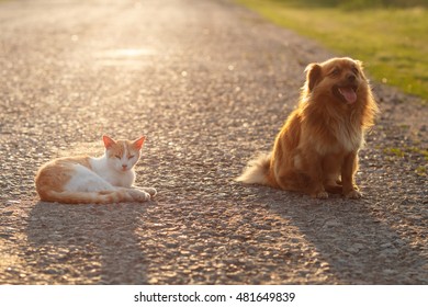 Cat And Dog Resting Together On The Warm Asphalt Road. Sunset