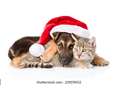 Cat and Dog with Santa Claus hat. isolated on white background