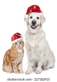 Cat and dog with santa hat isolated on white
