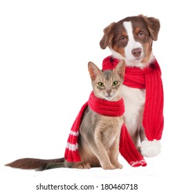 Cat And Dog With Shawl - Sick