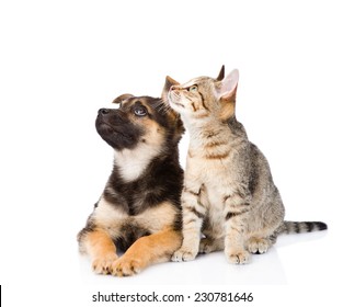 Cat And Dog Sitting In Front And Looking Up. Isolated On White Background