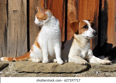 Cat And Dog Sitting Outside The Cottage.