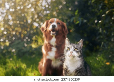 Cat and dog sitting together in grass on sunny day. Freindship between tabby domestic cat and Nova Scotia Duck Tolling Retriever. 
 - Powered by Shutterstock